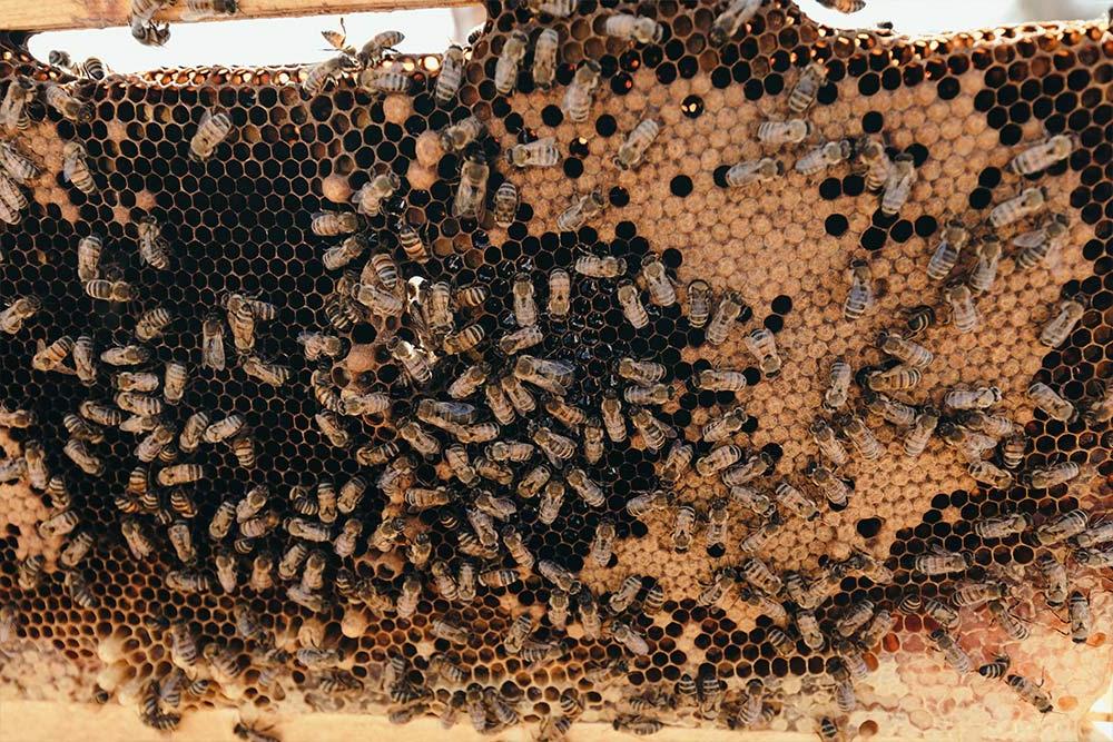 Bees of the apiary at Concordia’s Heritage Garden