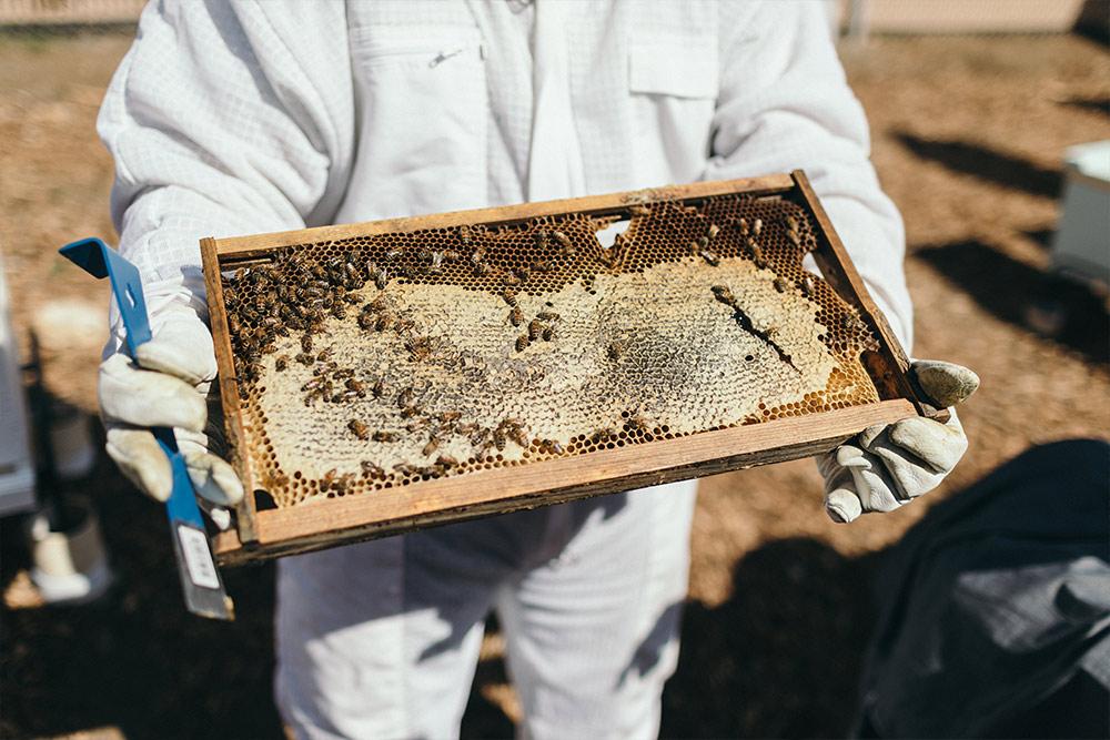 A beekeeper holds an apiary hive in the Heritage Garden.