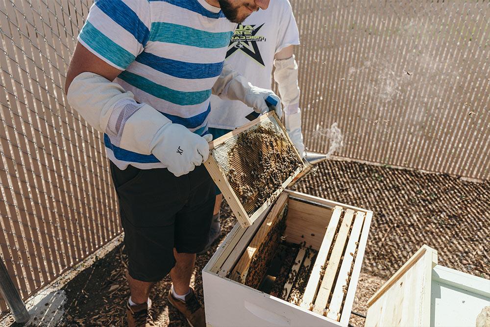 Student volunteers check on the apiary in the Heritage Garden.